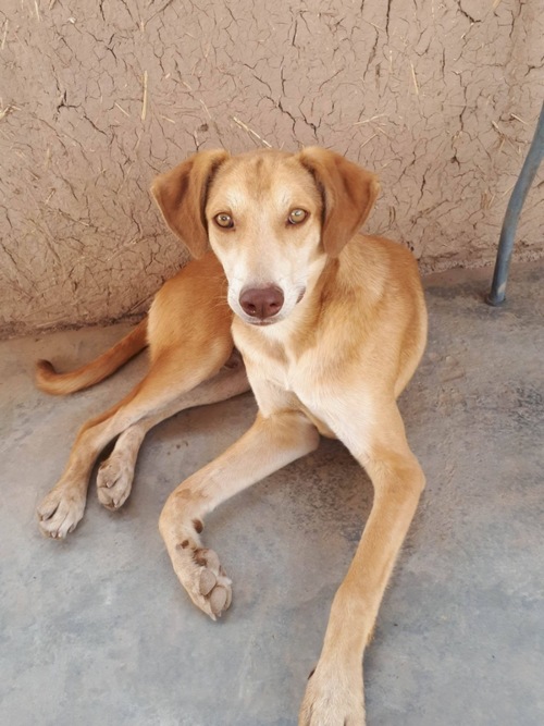 Pour Les Animaux Du Maroc Via Caroline CotizUp
