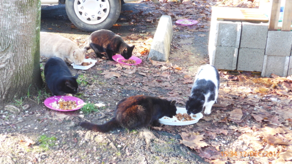 Les Chats Voient Ils Les Personnes Décédées Cagnotte pour chats en détresse - CotizUp.com