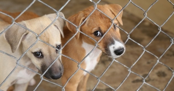 Un Geste Pour Les Animaux De Nice CotizUp