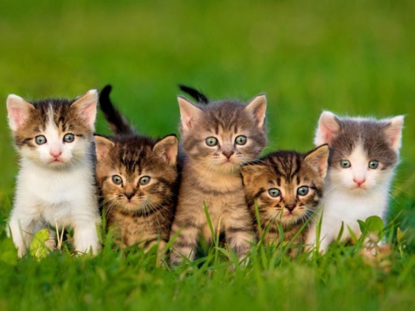 R alisons Ensemble Pour Les Animaux CotizUp