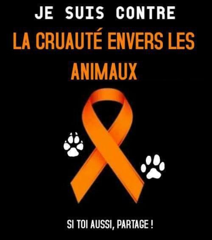 Luttons Contres Les Maltraitances Animales CotizUp