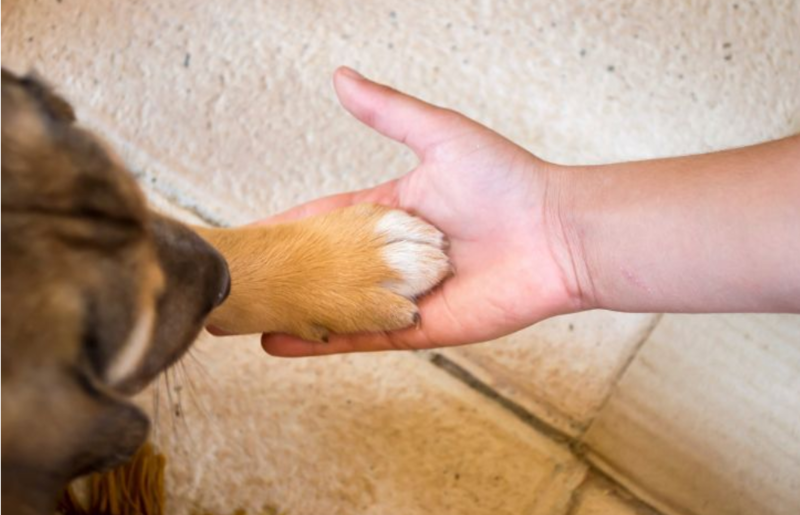Un Geste Pour Les Animaux CotizUp
