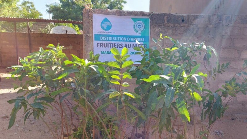 Plantation D arbres Fruitiers Au Ouganda CotizUp