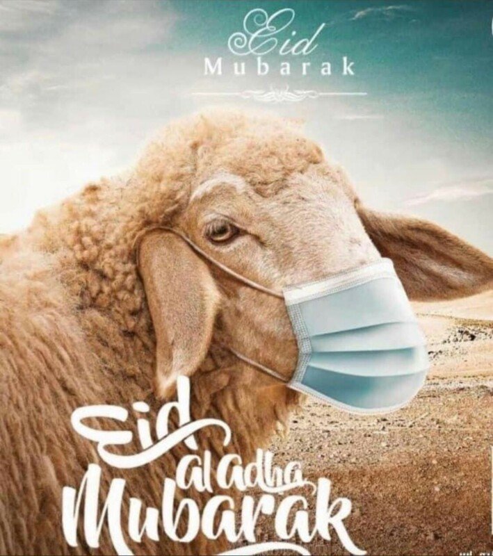 Mouton De L aid Pour Les Orphelins 2021 CotizUp
