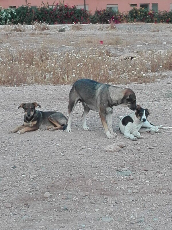 SOS Animaux Des Rues De Marrakech CotizUp