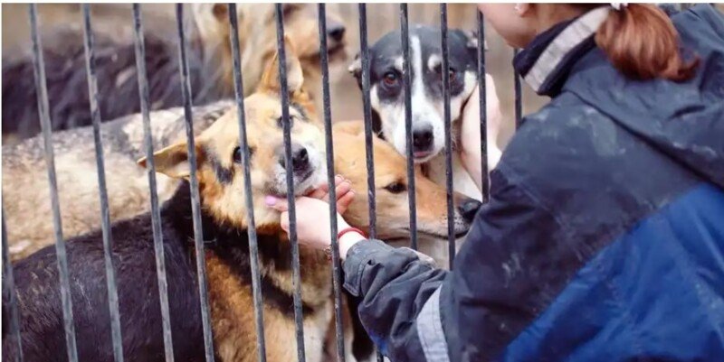 La Guerre En Ukraine N oublions Pas Les Animaux CotizUp