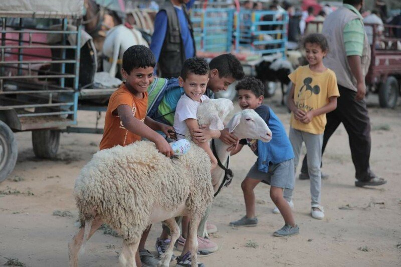 Achat De Moutons Pour L Aid El Kebir 2022 CotizUp
