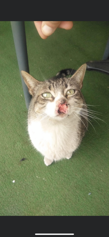 chat malade après vaccin