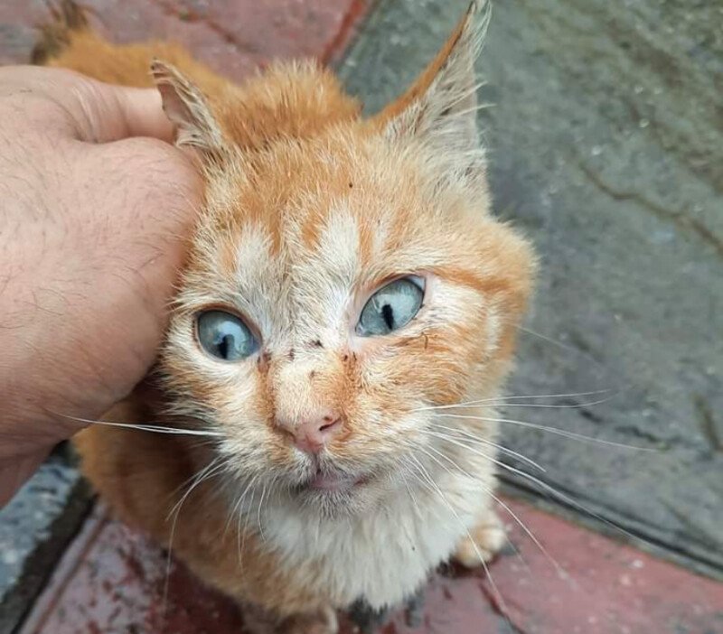 hernie chat après opération