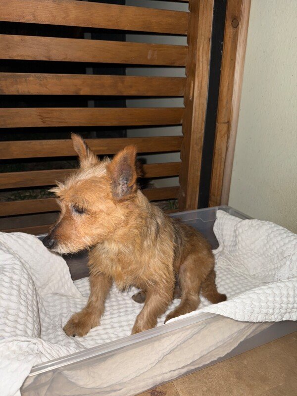 Soins veto pour un petit rescapé - CotizUp.com